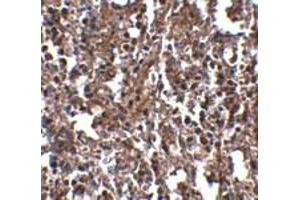 Immunohistochemical staining of mouse spleen tissue with 2. (Klra2 Antikörper  (C-Term))