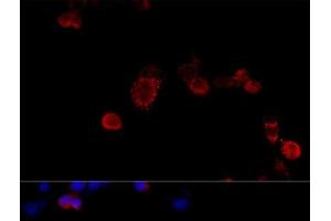 Immunofluorescence (IF) image for anti-Filamin B, beta (FLNB) antibody (ABIN7260435)