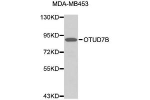 Western blot analysis of extracts of MDA-MB-453 cells, using OTUD7B antibody (ABIN1874012). (OTUD7B Antikörper)