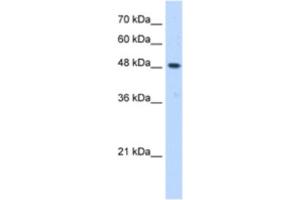 Western Blotting (WB) image for anti-ERGIC and Golgi 3 (ERGIC3) antibody (ABIN2463050)