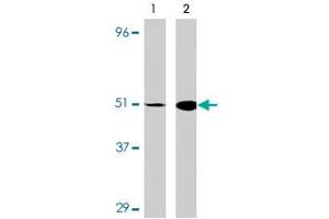 Western blot analysis of IRF7 in 293 cell lysate with IRF7 polyclonal antibody at (A) 0. (IRF7 Antikörper  (C-Term))
