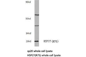 Western blot (WB) analysis of HSP27 antibody in extracts from sp20 cells. (HSP27 Antikörper)