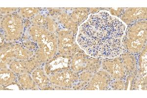 Immunohistochemistry (IHC) image for anti-Renalase, FAD-Dependent Amine Oxidase (RNLS) (AA 18-342) antibody (ABIN7426559)