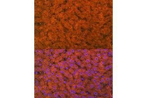 Immunofluorescence analysis of rat liver using RBP4 Rabbit mAb (ABIN7269951) at dilution of 1:100 (40x lens). (RBP4 Antikörper)