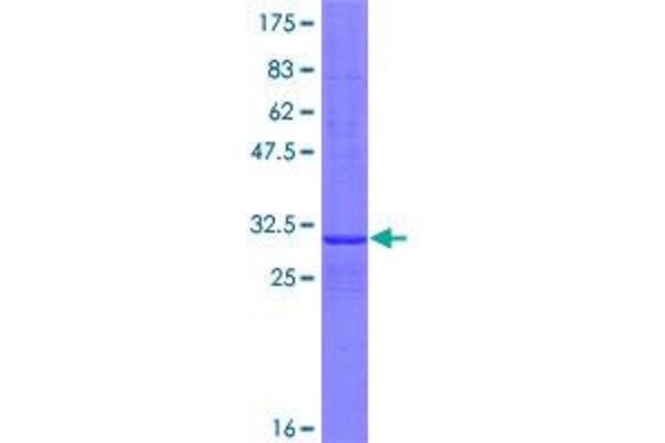 CERS6 Protein (AA 1-38) (GST tag)