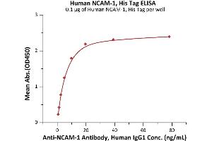 Immobilized Human NCAM-1, His Tag (ABIN6992330) at 1 μg/mL (100 μL/well) can bind A-1 Antibody, Human IgG1 with a linear range of 0. (CD56 Protein (AA 20-718) (His tag))