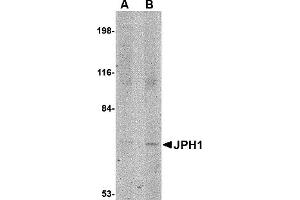 Western Blotting (WB) image for anti-Junctophilin 1 (JPH1) (C-Term) antibody (ABIN1030458) (Junctophilin 1 Antikörper  (C-Term))
