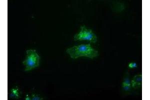 Anti-FRK mouse monoclonal antibody (ABIN2453819) immunofluorescent staining of COS7 cells transiently transfected by pCMV6-ENTRY FRK (RC204460).