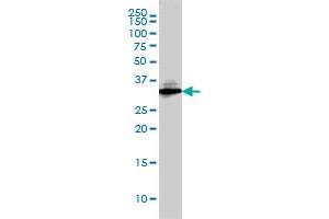 SDCBP monoclonal antibody (M01), clone 2C12 Western Blot analysis of SDCBP expression in HepG2 . (SDCBP Antikörper  (AA 1-100))