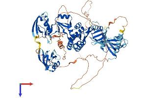 DLG3 Protein (AA 1-817) (His tag)