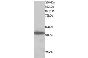 Image no. 1 for anti-Protein Phosphatase 1, Regulatory Subunit 8 (PPP1R8) (C-Term) antibody (ABIN374344) (PPP1R8 Antikörper  (C-Term))