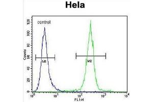 COCH Antibody (Center) flow cytometric analysis of Hela cells (right histogram) compared to a negative control cell (left histogram). (COCH Antikörper  (Middle Region))