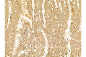 SEPN1 Mouse Monoclonal Antibody at 1/100 staining rat heart tissue by IHC-P.