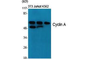 Western Blot (WB) analysis of specific cells using Cyclin A Polyclonal Antibody. (Cyclin A Antikörper  (Internal Region))