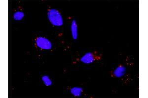 Proximity Ligation Assay (PLA) image for anti-phospholipase C, gamma 1 (PLCG1) (AA 1192-1291) antibody (ABIN562265)