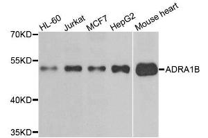Western blot analysis of extracts of various cell lines, using ADRA1B antibody. (ADRA1B Antikörper)