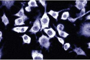 Immunofluorescence staining of mouse macrophages. (NAT1 Antikörper  (AA 672-830))