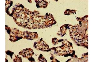 Immunohistochemistry of paraffin-embedded human placenta tissue using ABIN7154198 at dilution of 1:100 (PAEP Antikörper  (AA 19-180))