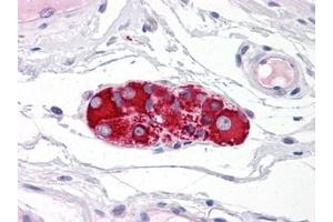 Human Small Intestine, Submucosal Plexus: Formalin-Fixed, Paraffin-Embedded (FFPE) (RAD51AP1 Antikörper)