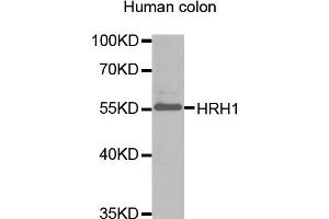 Western blot analysis of extracts of human colon, using HRH1 antibody (ABIN1873083). (HRH1 Antikörper)