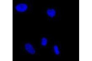 Immunofluorescence (IF) image for anti-Glutamate-Rich WD Repeat Containing 1 (GRWD1) (full length) antibody (ABIN2451991) (GRWD1 Antikörper  (full length))