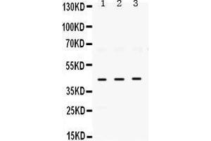 Western Blotting (WB) image for anti-ELAV (Embryonic Lethal, Abnormal Vision, Drosophila)-Like 4 (Hu Antigen D) (ELAVL4) (AA 8-45), (N-Term) antibody (ABIN3043372)