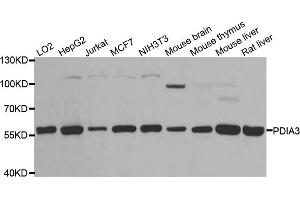 Western blot analysis of extracts of various cell lines, using PDIA3 antibody (ABIN5970443) at 1/1000 dilution. (PDIA3 Antikörper)