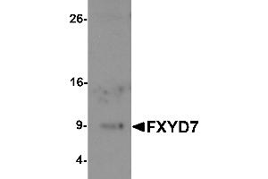 Western blot analysis of FXYD7 in human lung tissue lysate with FXYD7 antibody at 1 µg/mL. (FXYD7 Antikörper  (N-Term))