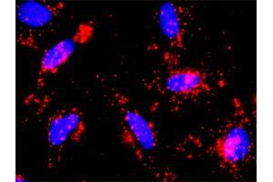 Proximity Ligation Analysis of protein-protein interactions between PIK3R1 and CTNNB1. (CTNNB1 Antikörper  (AA 682-781))