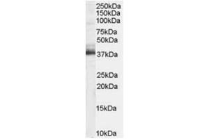 Image no. 1 for anti-Tripartite Motif Containing 5 (TRIM5) (N-Term) antibody (ABIN374320) (TRIM5 Antikörper  (N-Term))