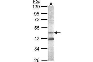 WB Image Sample (30 ug of whole cell lysate) A: Hep G2 , 7. (AHCY Antikörper)