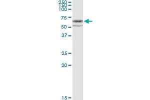 Immunoprecipitation (IP) image for anti-Cytochrome P450, Family 1, Subfamily A, Polypeptide 1 (CYP1A1) (AA 1-512) antibody (ABIN947764)