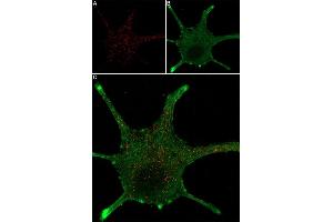 Live cell imaging of mouse NGF 2. (NGF 2.5S protein (Atto 647N))