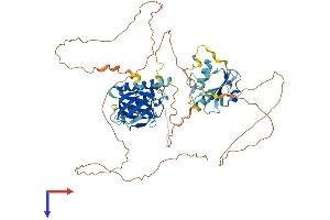 SHC3 Protein (AA 1-594) (His tag)
