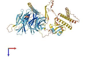 FANCB Protein (AA 1-703) (His tag)