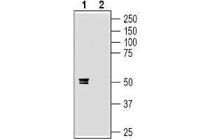 Western blot analysis of rat dorsal root ganglion lysates:1.