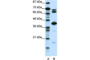 Western Blotting (WB) image for anti-E2F Transcription Factor 2 (E2F2) antibody (ABIN2460253) (E2F2 Antikörper)