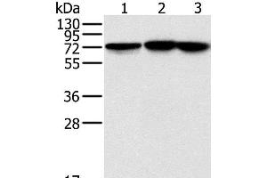Western Blot analysis of Raji, Jurkat and hela cell using NDUFS1 Polyclonal Antibody at dilution of 1:800 (NDUFS1 Antikörper)