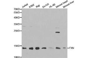 Western blot analysis of extracts of various cell lines, using FXN antibody (ABIN5970875) at 1/1000 dilution. (Frataxin Antikörper)