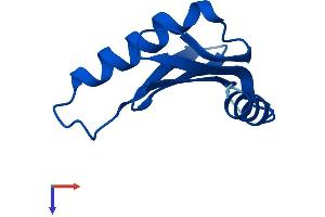 HBXIP Protein (AA 1-91) (Fc Tag)