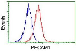 Image no. 3 for anti-Platelet/endothelial Cell Adhesion Molecule (PECAM1) antibody (ABIN1497243) (CD31 Antikörper)