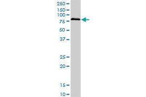 BRD3 monoclonal antibody (M03), clone 6C10. (BRD3 Antikörper  (AA 418-556))