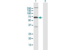 Western Blot analysis of RYK expression in transfected 293T cell line by RYK MaxPab polyclonal antibody. (RYK Antikörper  (AA 1-610))