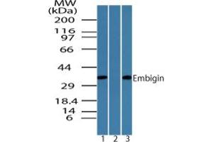 Image no. 1 for anti-Embigin (EMB) (AA 130-180) antibody (ABIN960161)