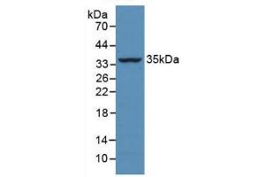 Detection of Recombinant CASP4, Bovine using Monoclonal Antibody to Caspase 4 (CASP4) (Caspase 4 Antikörper  (AA 81-270))