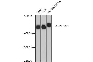 Western blot analysis of extracts of various cell lines, using DP1/DP1/TFDP1 antibody (ABIN6130313, ABIN6149038, ABIN6149040 and ABIN6221075) at 1:3000 dilution. (DP1 Antikörper  (AA 1-290))