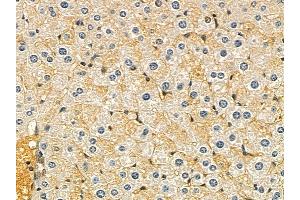 VSIG2 Mouse Monoclonal Antibody at 1/100 staining mouse liver tissue by IHC-P. (VSIG2 Antikörper  (Internal Region))