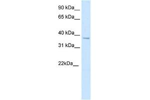 WB Suggested Anti-SFPI1 Antibody Titration:  5. (SPI1 Antikörper  (N-Term))