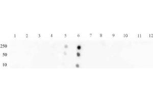 Dot Blot (DB) image for anti-Signal Transducer and Activator of Transcription 3 (Acute-Phase Response Factor) (STAT3) (pSer727) antibody (ABIN2668936)