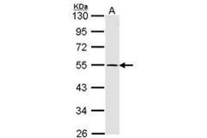 Image no. 1 for anti-Dopamine Receptor D1 (DRD1) (AA 347-411) antibody (ABIN467399) (Dopamine Receptor d1 Antikörper  (AA 347-411))